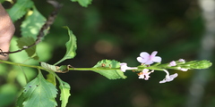 Svensonia hyderabadensis
